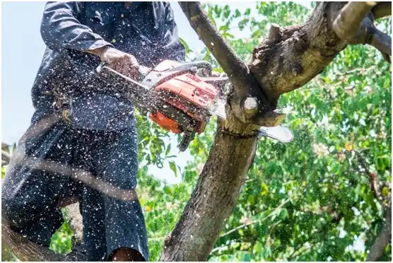 tree services Neosho